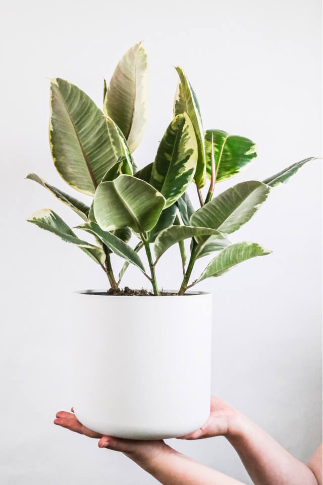plants shop product gallery img 5 plants shop product gallery img 5